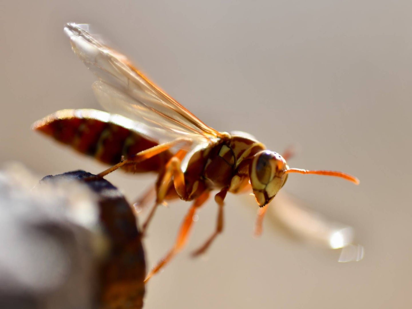 The most effective ways to avoid bee, wasp, and hornet stings
