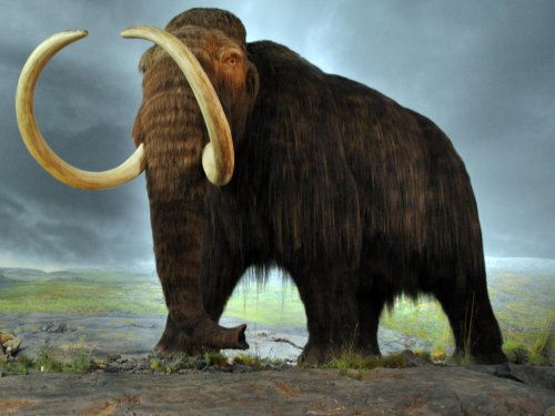 Woolly Mammoth DNA Successfully Spliced Into Elephant Cells