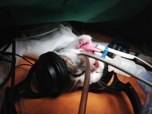 During Surgery, Cats Prefer Listening To Classical Music Over AC/DC
