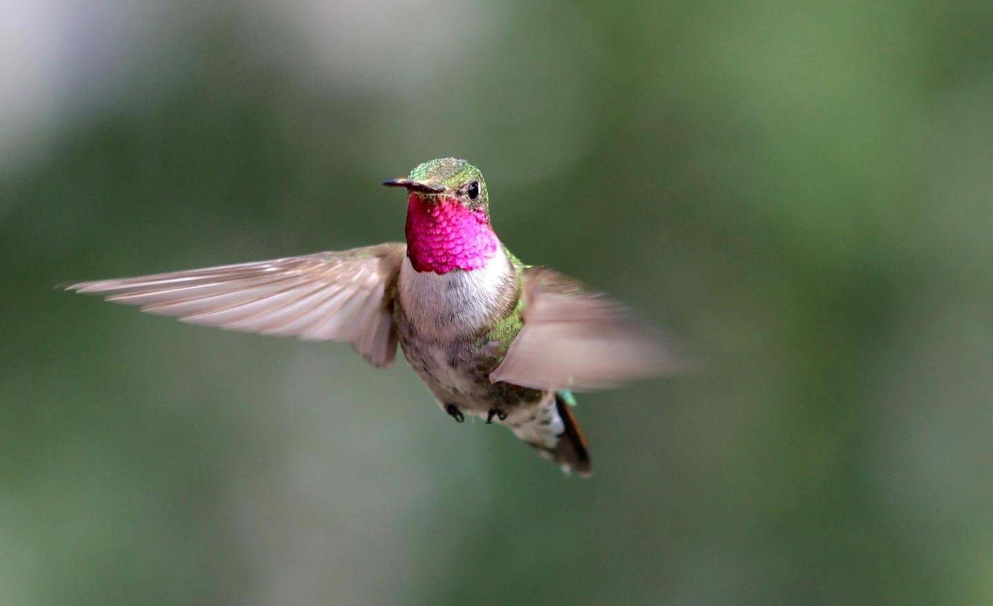 Hummingbirds can see colors we can’t even imagine