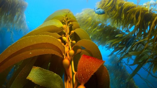 Why seaweed is a natural fit for replacing certain plastics