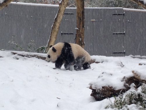 Watch the National Zoo’s giant panda cub goof off in the snow