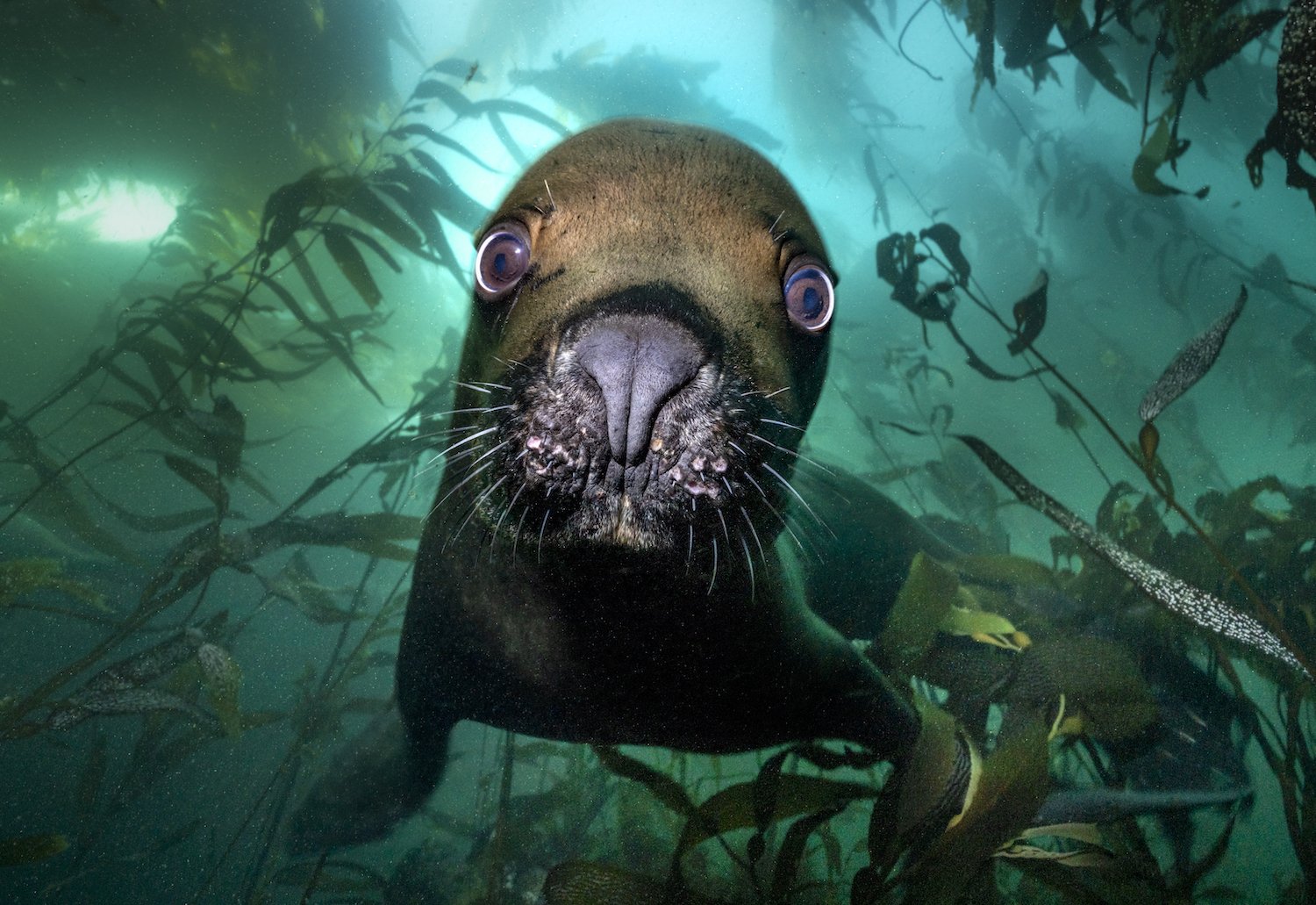 15 breathtaking images from the Underwater Photographer of the Year 2025 awards