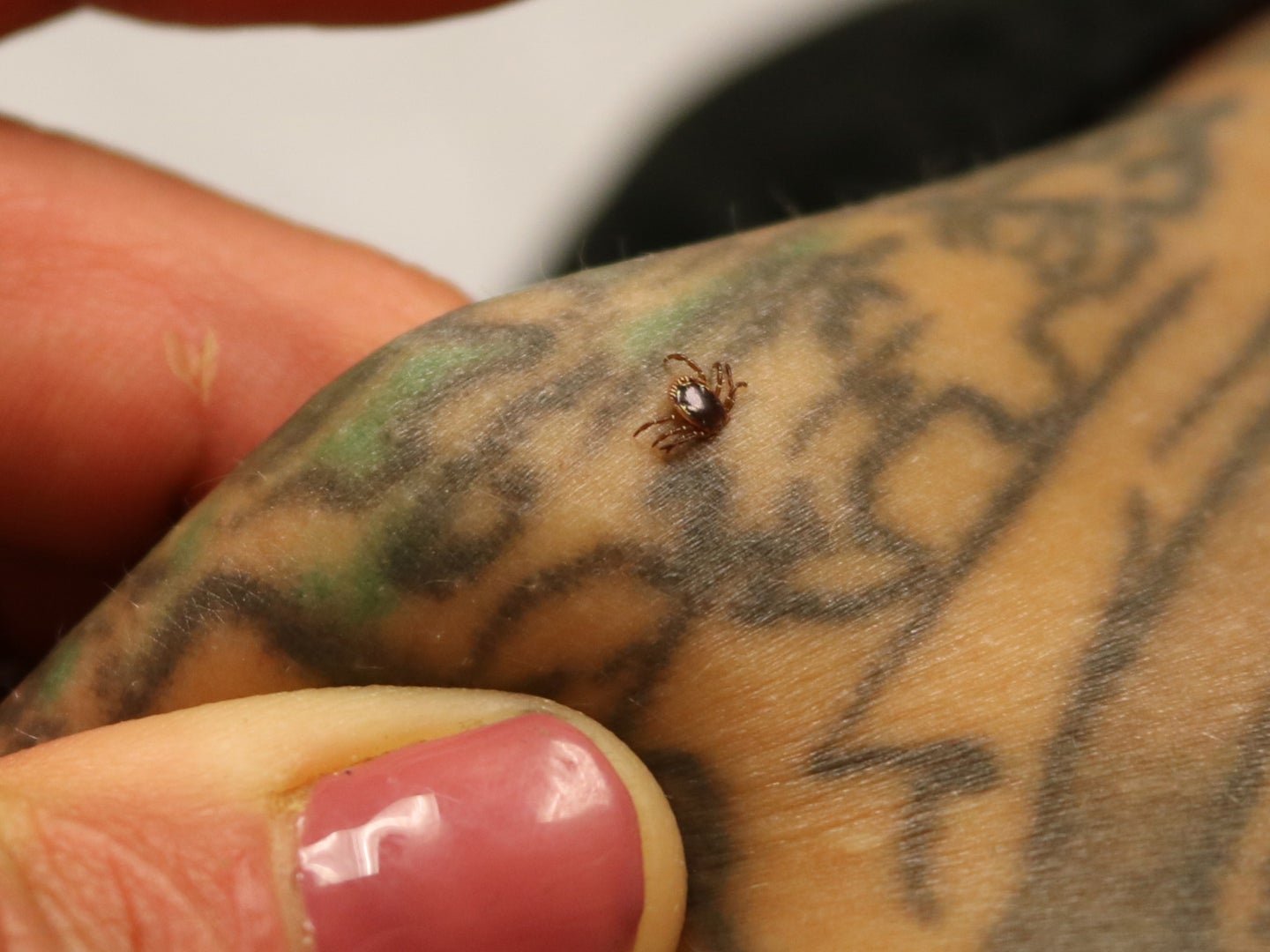Ticks that cause red meat allergies are spreading, and invasive fire ants may be our best hope