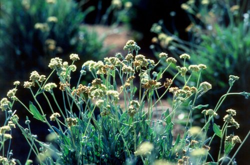 To save water, Arizona farmers are growing guayule for sustainable tires