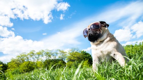 Are you wearing the right sunglasses? How to prevent eye sunburn.