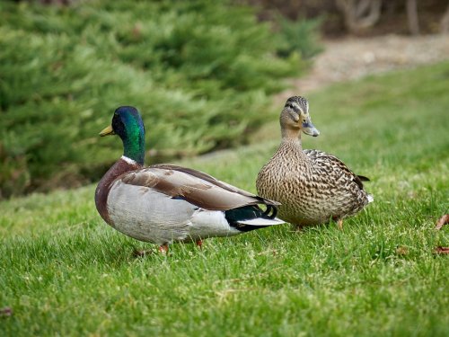 Don’t feed ducks bread. Here’s what to give them instead.