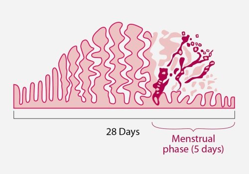 FYI: Why Do I Poop More When I Have My Period?