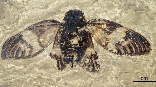 Earliest ‘true cicada’ fossil discovered in Germany