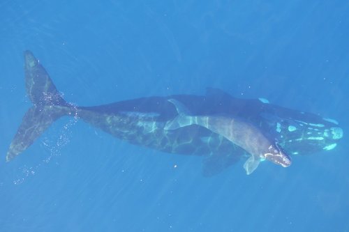 The secret to helping this resilient whale species lies in its genes