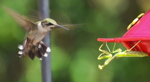 FYI: Can Praying Mantises Eat Hummingbirds?