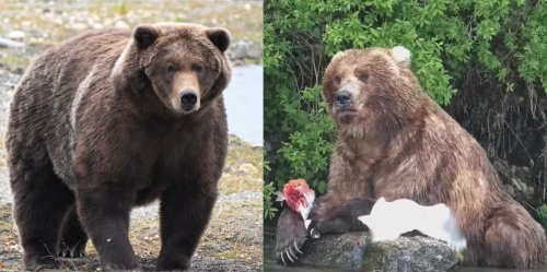 Fat Bear Week final: It's Bear #910 vs. Backpack