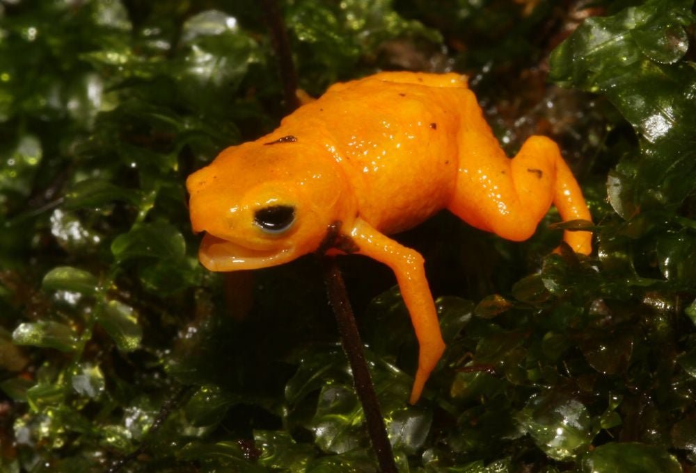 This adorable new toadlet has glowing bones
