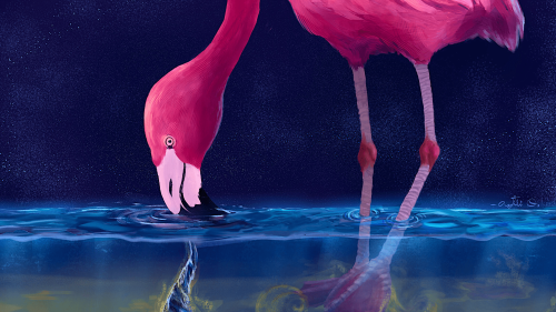 Flamingos conjure ‘water tornadoes’ to trap their prey