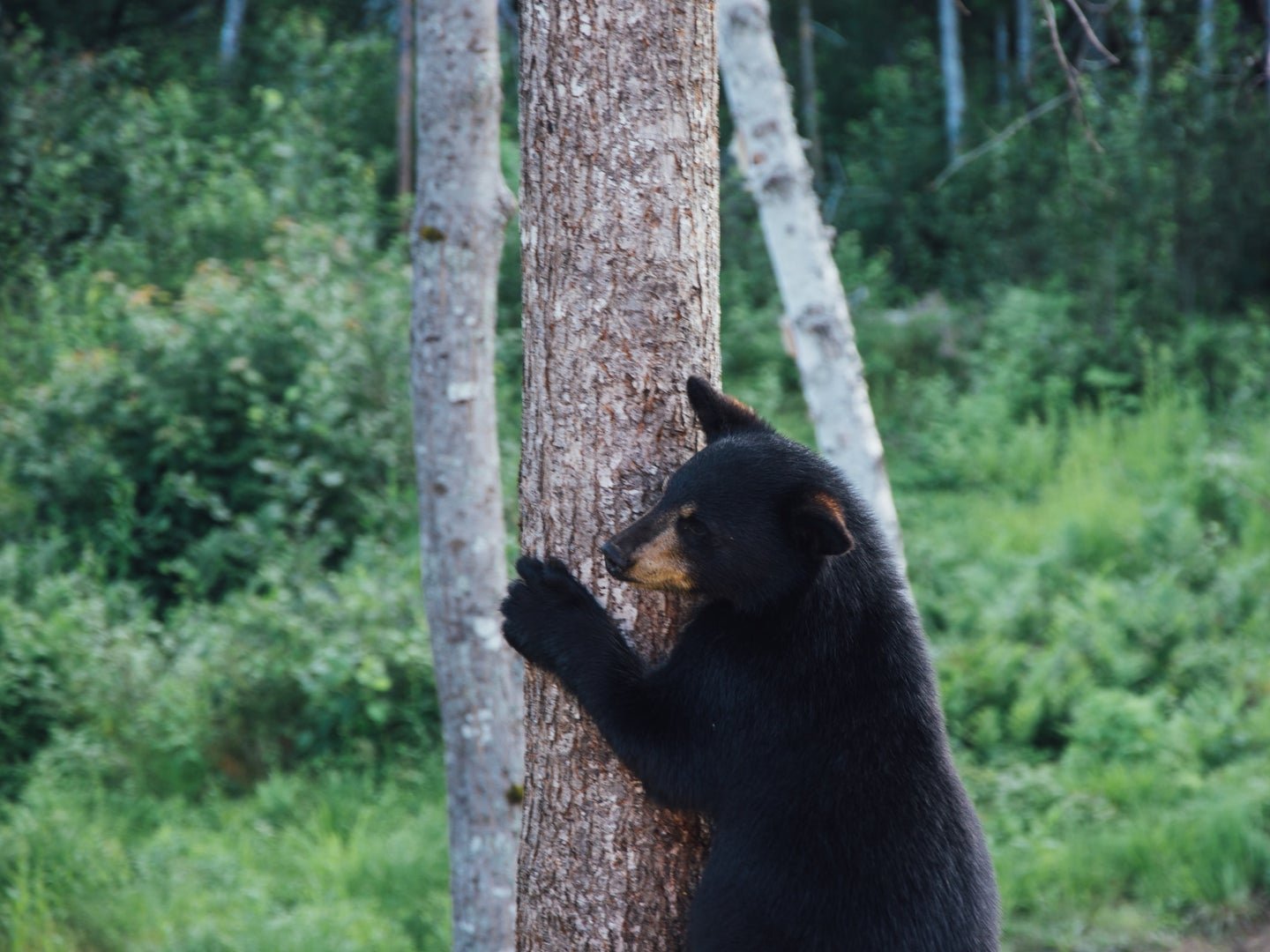 Simple tips for getting black bears to leave you alone