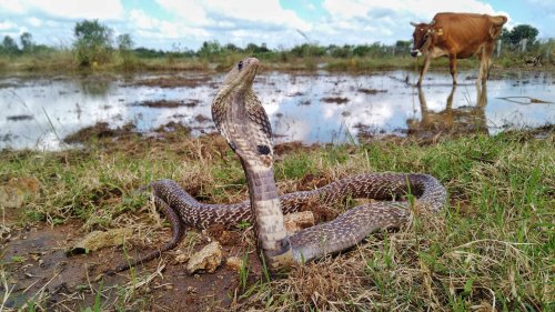 In India, a need for new antidotes to curb deadly snakebites