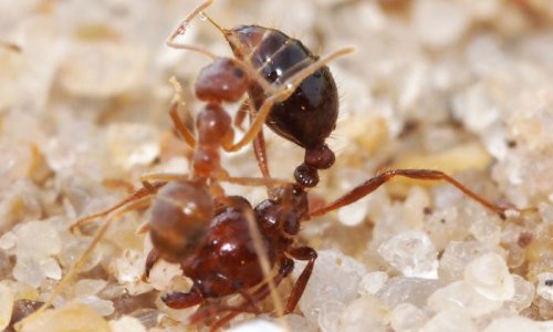 Ant Fight Creates Liquid With Properties Never Before Seen In Nature