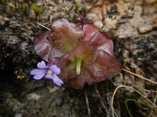 Two newly-discovered Andes Mountain plant species have an appetite for insects