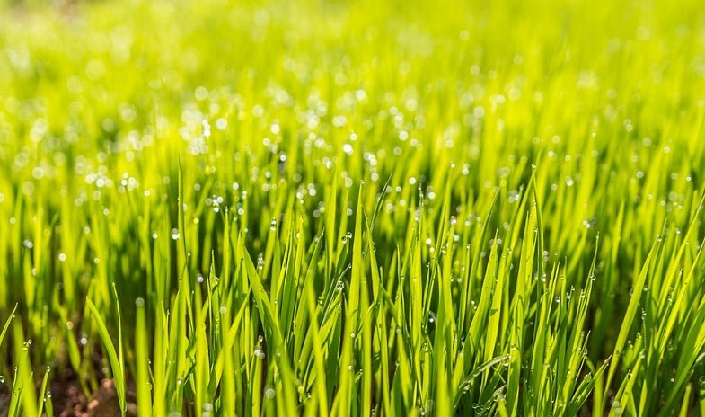 How to create a perfectly imperfect lawn