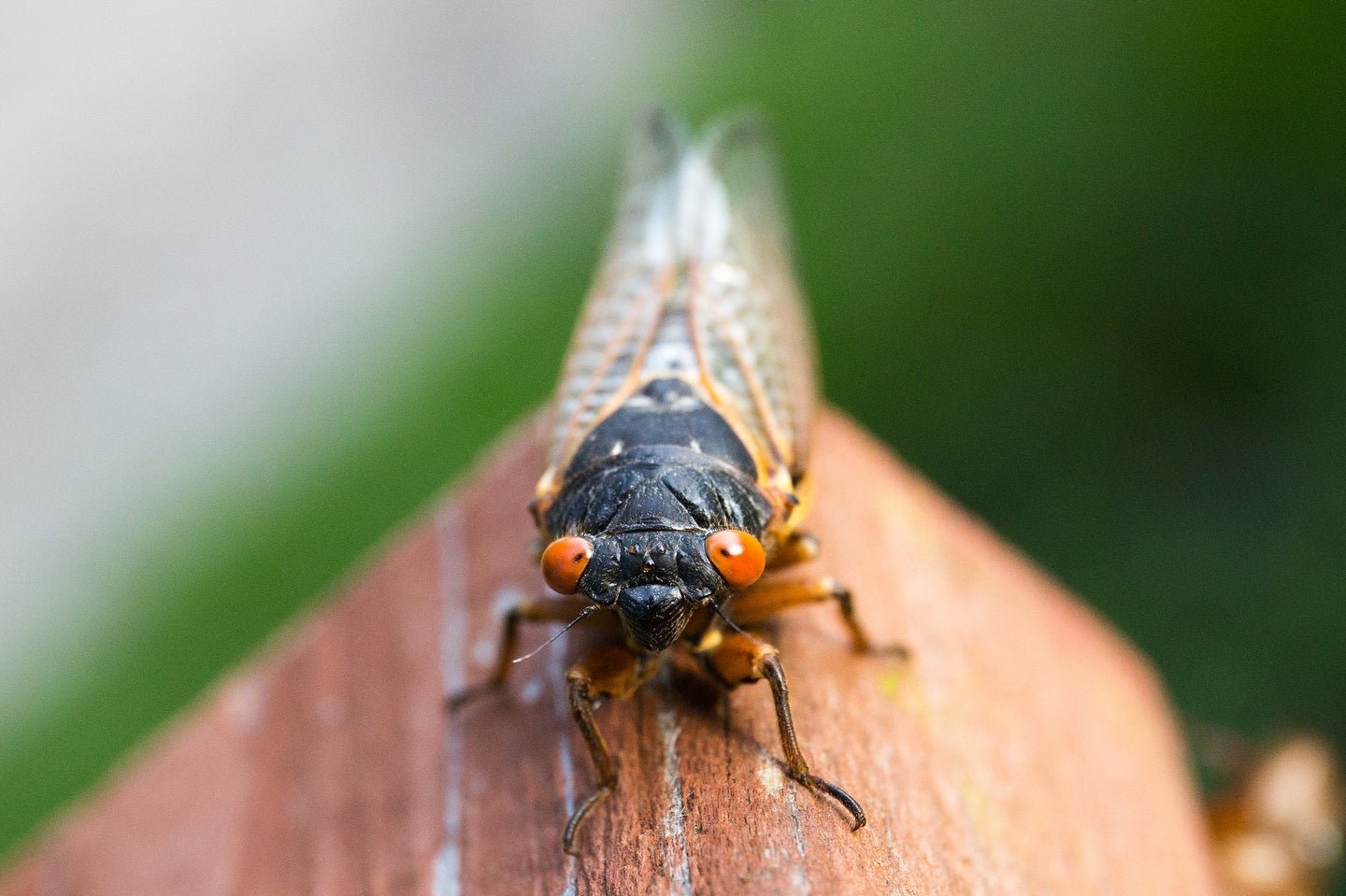 What we know—and don’t know—about Brood X cicadas