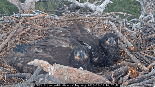 Bittersweet fledge watch begins for bald eagles Sunny and Gizmo