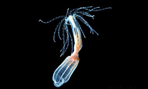 A heartless sea creature could help us figure out why humans can’t regenerate limbs