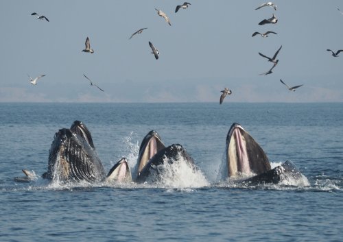 Finally, some good news about humpback whales
