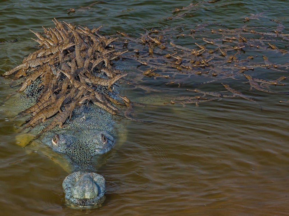 This crocodile daddy giving 100 babies a ride puts your carpool to shame