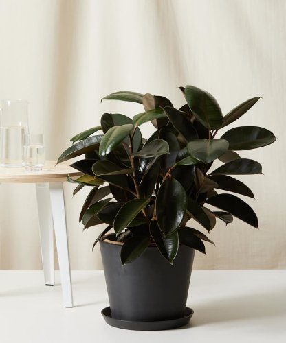 10 Nontoxic Houseplants That Are Safe For Pets
