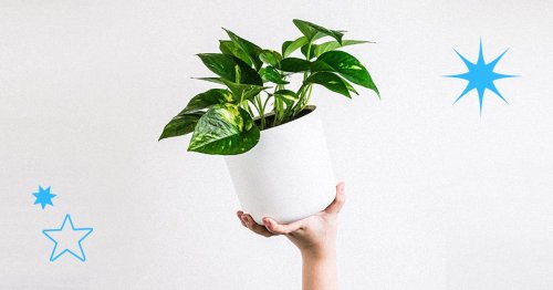 The Best Indoor Plants That Can Help You Avoid Getting Sick This Flu Season