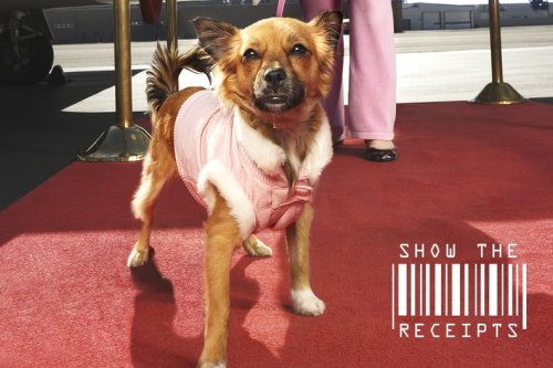 The $1,100 monthly cost of being a (celebrity) pet owner