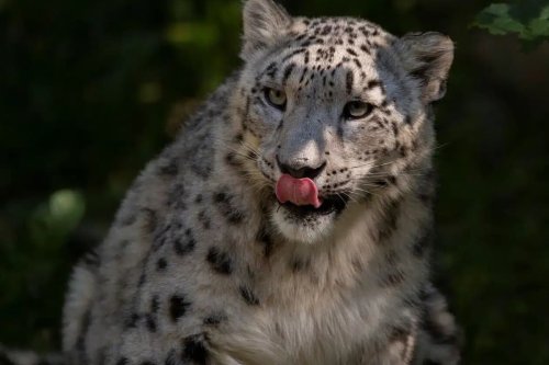 Marwell Zoo welcomes arrival of new snow leopard Warjun