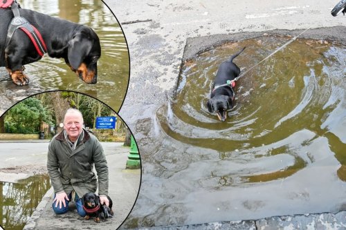 Dachshund dog goes swimming in UK's oldest pothole measuring a whopping 9ft long