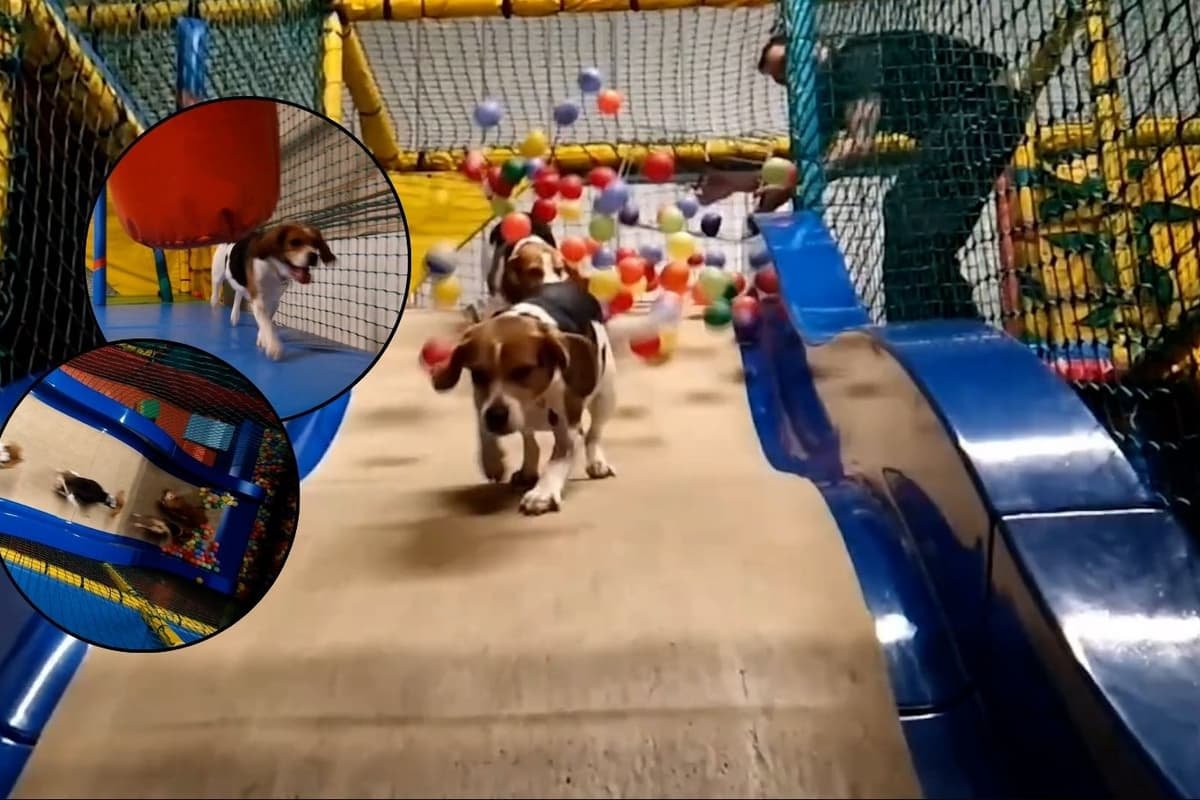 Inside Southport's soft play area for dogs with huge ball pit and obstacle course