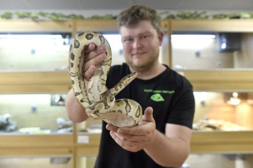 Construction worker makes dream a reality by opening South Coast Reptiles in Waterlooville