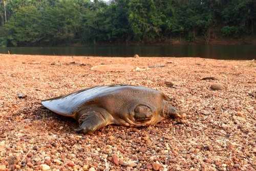 "Secretive" rare turtle found by Portsmouth conservationists in India as habitat destruction hurts species