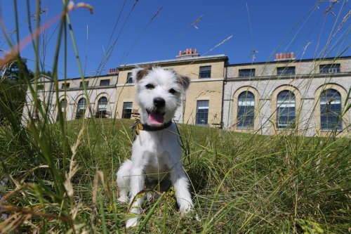 Like dogs? You'll love Goodwoof, the ultimate day out for you and your four-legged friend