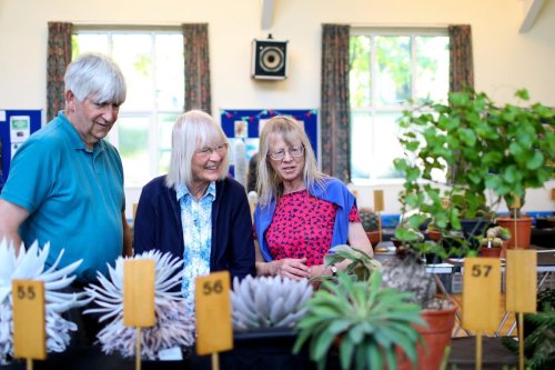 Prickly customers on display at cactus and succulent society’s autumn show