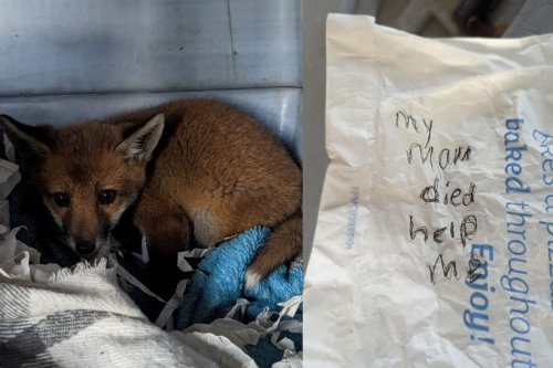 Fox Cub Rescued After Being Found With Note On Greggs Paper Bag Saying ‘my Mam Died Help Me 