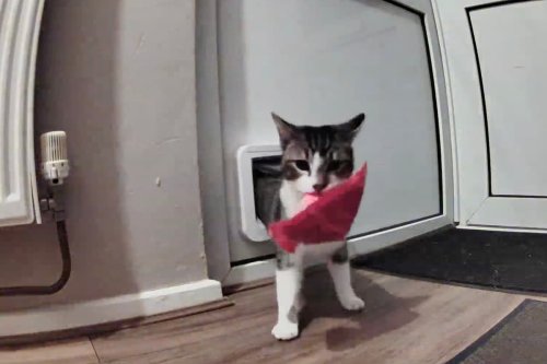 Mischievous cat caught repeatedly bringing random bits of rubbish home in funny video