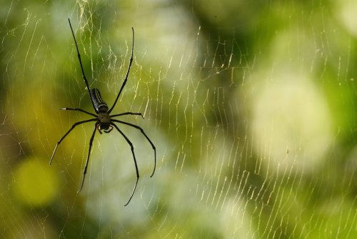 how-to-stop-spiders-coming-in-your-house-including-decluttering-and