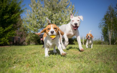 Pet Expert shares the 5 different dog personalities – Which one matches your pup? Find out with this quiz