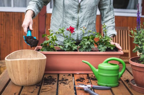 5 Effective Ways To Keep Geraniums Blooming