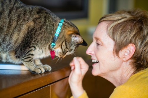 Les chats reconnaissent-ils vraiment leur maître ?