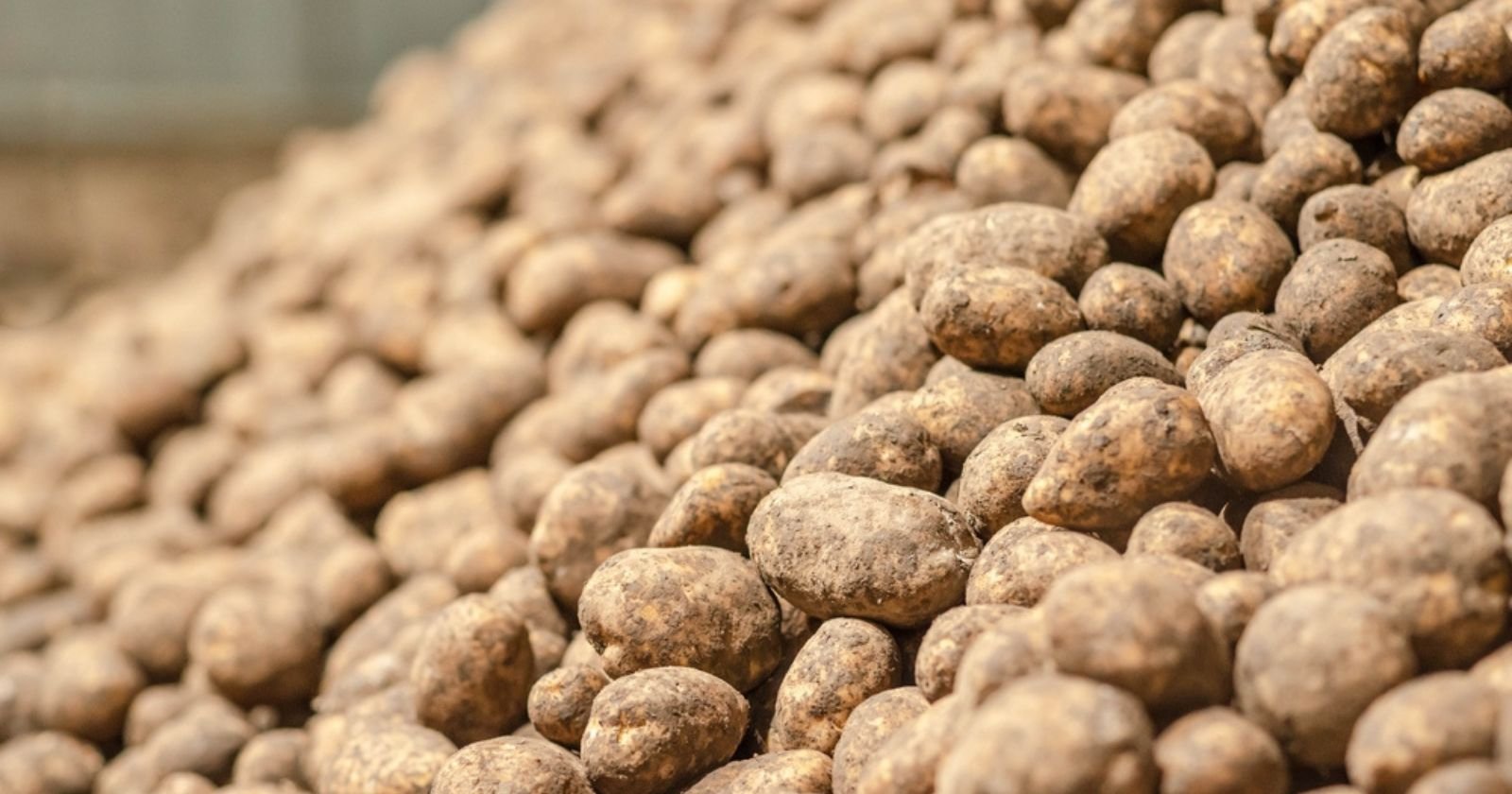 En conflit avec les grandes surfaces, un agriculteur offre 70 tonnes de pommes de terre