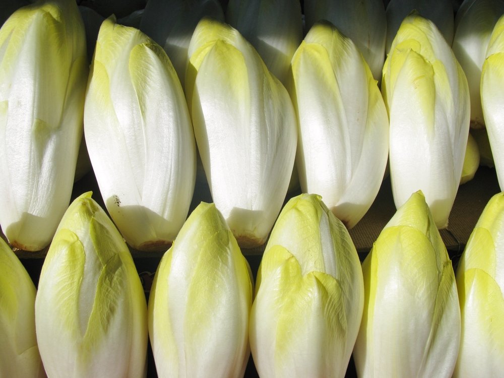 Cultiver ses propres endives : un guide pratique pour débuter