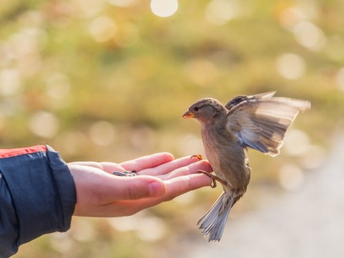 Arrêtez de nourrir les oiseaux !