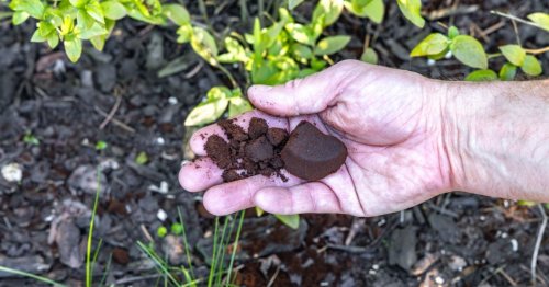 7 plantes qui ne supportent pas le marc de café