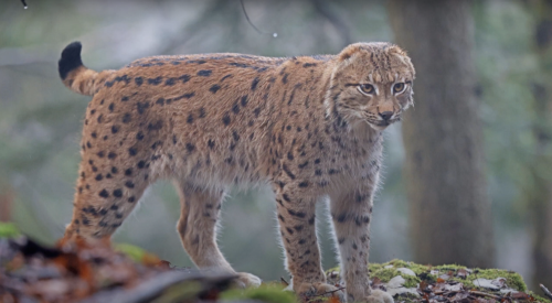 VIDÉO. Ils passent 4 heures en compagnie d’un lynx sans oreille dans le Jura