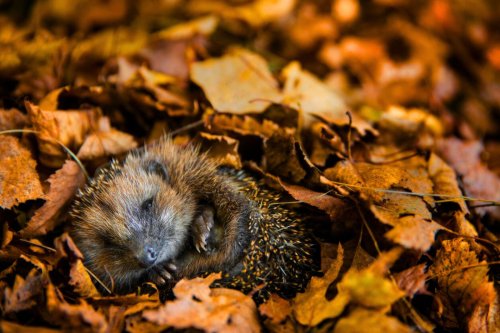 Les hérissons sortent bientôt d’hibernation : voici comment les accueillir !